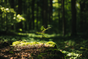 Young rowan tree seedling grow from old stump in Poland forest.